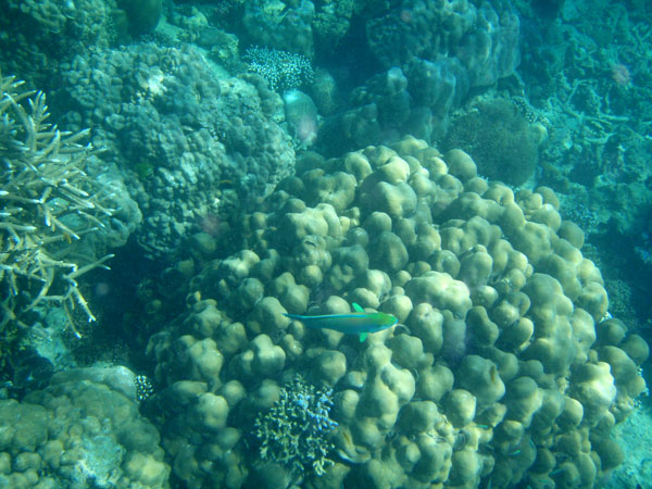 korallfirre